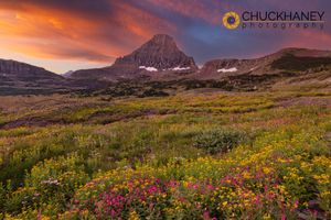 Logan-Wildflowers-Reynolds_010-569.jpg