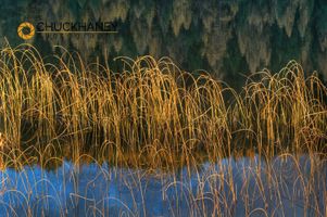 Cattail Reeds in days last light with tamarack reflection on Spencer Lake near Whitefish Montana Spencer Lake Reeds