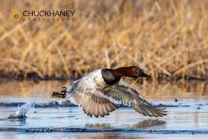 Canvasback-Duck_009-579.jpg