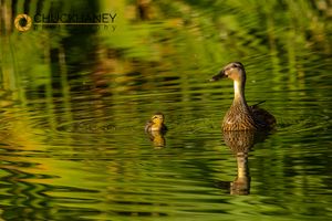 Mallard-Duckling_008-578.jpg