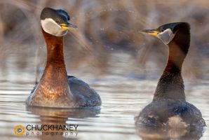 Red-Necked-Grebes_014-579.jpg