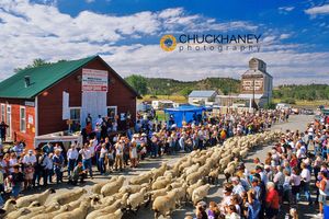 Annual Sheep Drive in Reedpoint