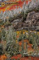 Fresh snowfall on autumn colors in Glacier National Park, Montana, USA Fresh-snow-Fall_015-467.jpg
