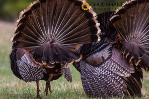 Pair of tom turkeys in spring breeding plumage in the Kootenai National Forest of Montana, USA Turkey