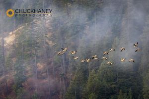 Canada-Geese_027-556.jpg