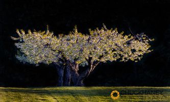 Cherry-Orchard-Bloom_006-532.jpg