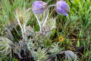 Rain drops adorn Pasqueflowers aka crocus in sping in Montana Pasqueflower_012-493.jpg