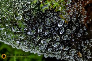 Spider-Web-Dew_012-581.jpg