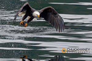 Bald-Eagle_026-556.jpg