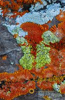 Colorful Lichen Patterns on Sandstone near Choteau, Montana, USA Sandstone-Lichen_018-563.jpg