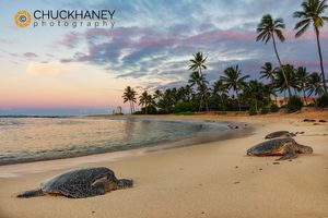 Hawaiian Green Sea Turtles on Poipu Beach in Kauai, Hawaii, USA Green-Sea-Turtle_012-488.jpg