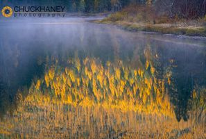 Larch trees reflect in McDonald Creek in autumn in Glacier National Park, Montana, USA McD-Creek-Fall_016-587.jpg