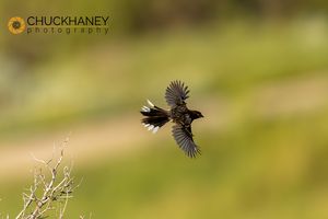 Spotted-Towhee_005-567.jpg