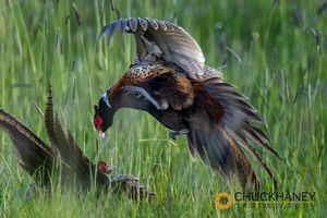 Male Pheasants battle it out at Ninepipe WMA near Ronan, Montana, USA Pheasant_015-563.jpg