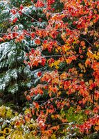 Fall color on the Keweenaw Peninsula in the Upper Peninsula of Michigan, USA Maple-Snow-469.jpg