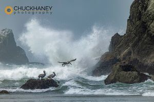 Brown-Pelicans-Bandon_001-copy.jpg