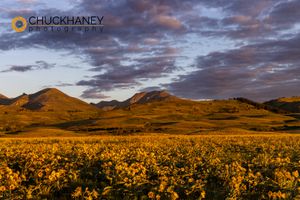 Arrowleaf Balsomroot Wildflowers at sunrise along the Rocky Mountain Front Range near Augusta, Montana, USA Dearborn-Balsomroot_019-563.jpg