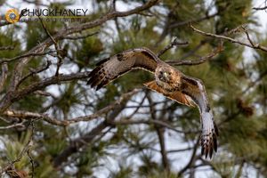 Red Tailed Hawk at Ninepipe WMA in the Mission Valley, Montana, USA Red-Tail-Hawkl_004-575.jpg