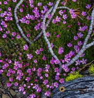 Moss Campion Wildflowers under a White Bark Pine in the Lewis and Clark National Forest, Montana, USA Moss-Campion-Flowers_033-2-copy.jpg