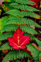 Red Sugar Maple leaf on Cinnamon Fern at Pictured Rocks National Lakeshore, Michigan, USA Maple-on-Fern_002-498.jpg
