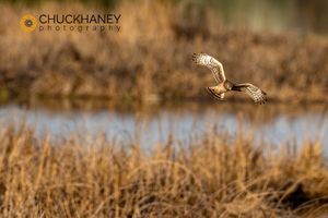 Female Northern Harrier in flight at Pablo NWR near Polson, Montana, USA Northern-Harrrier_009-563.jpg