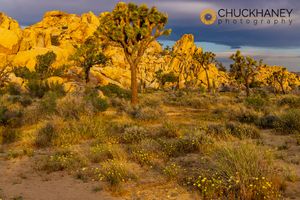 Yellow Desert Dandelion wildflowers and Hemmingway Wall in Joshua Tree National Park, California, USA JT-Hemmingway-Wall_012-578.jpg