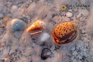 Seashells with incoming surf at Sanibel island, Florida, USA Sanibel-Seashells_020-577.jpg