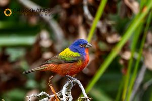 Painted-Bunting-Male_001-558.jpg