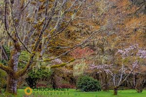 Spring mix of trees at Quinault Ranger Station in Olympic National Park, Washington, USA Olympic-NP_139-452.jpg
