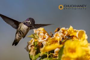 Costas-Hummingbird_004-542.jpg