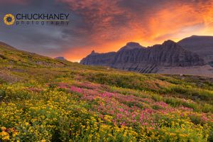 Logan-Wildflowers-Garden-Wall_010-copy.jpg