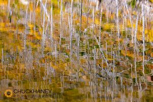 Lost-Lake-Autumn_005-570.jpg
