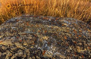 Colorful lichen encrusted rock in Glacier National Park, Montana, USA Artisitc-Rock_001-437.jpg