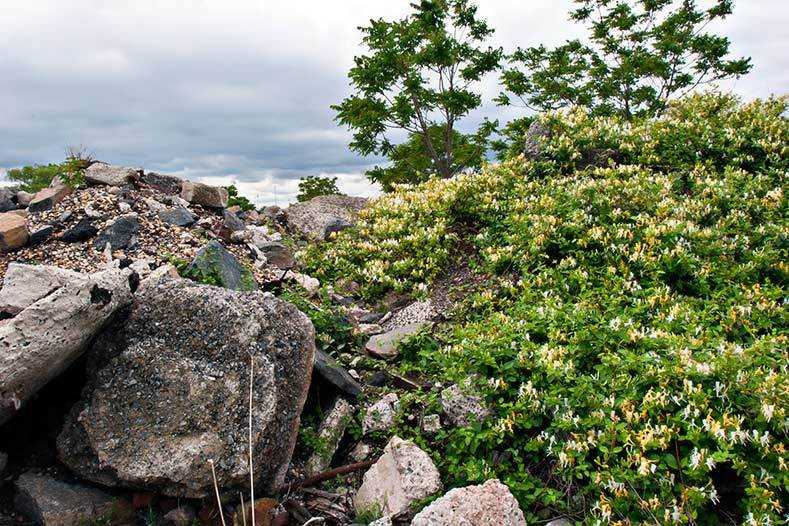 Honeysuckle amid concrete and rebar rubble at Mill Creek, Secaucus NJ Concrete and Honeysuckle, 2006