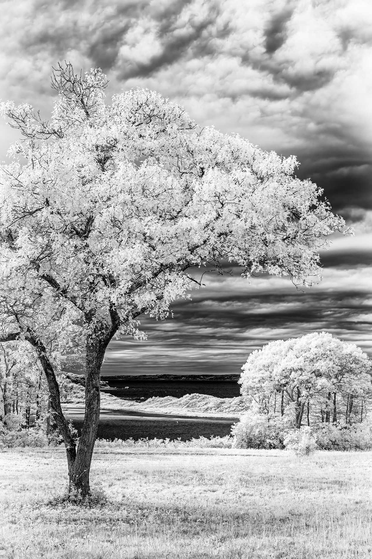 16x24" Archival Pigment Print. Infrared photograph of West Tisbury's Mill Pond. Autumn 2024 JamesPond, West Tisbury, 2024