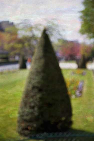 Conifers and Flowers, Paris 2007