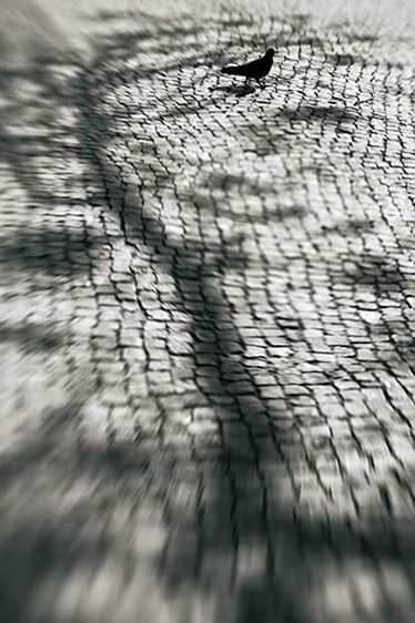Shadow Tree, Cascais Portugal 2009