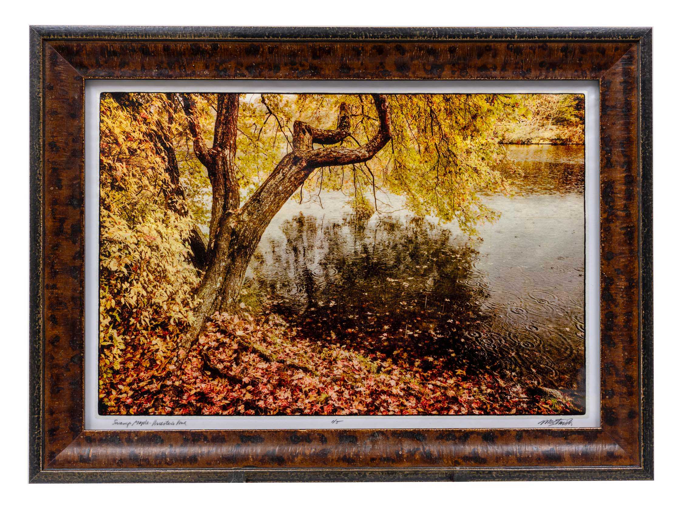 Swamp Maple, Priester's Pond 