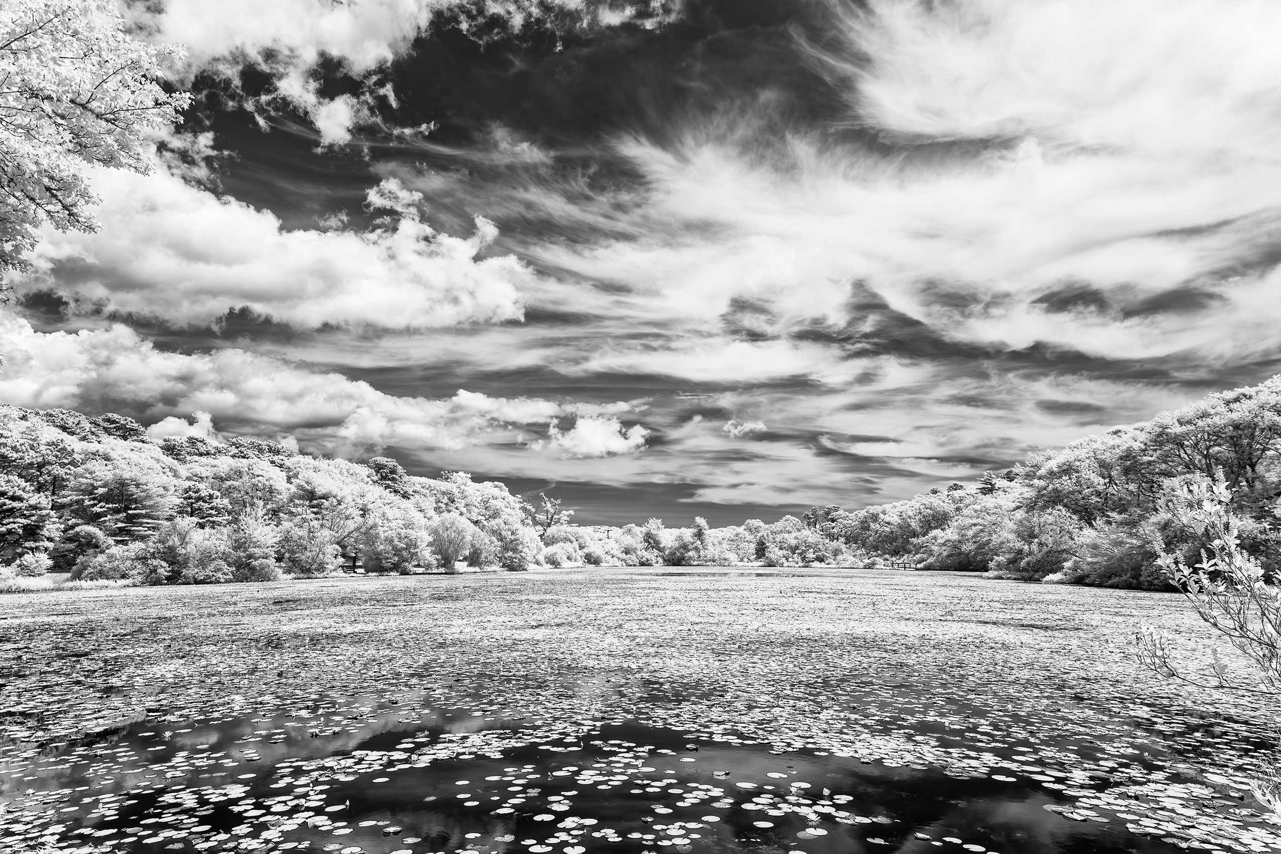 30x20" Archival Pigment Print. Infrared photograph of Duartes Pond on a hot summer day. August 2024 Duartes Pond, West Tisbury, Martha's Vineyard, MA