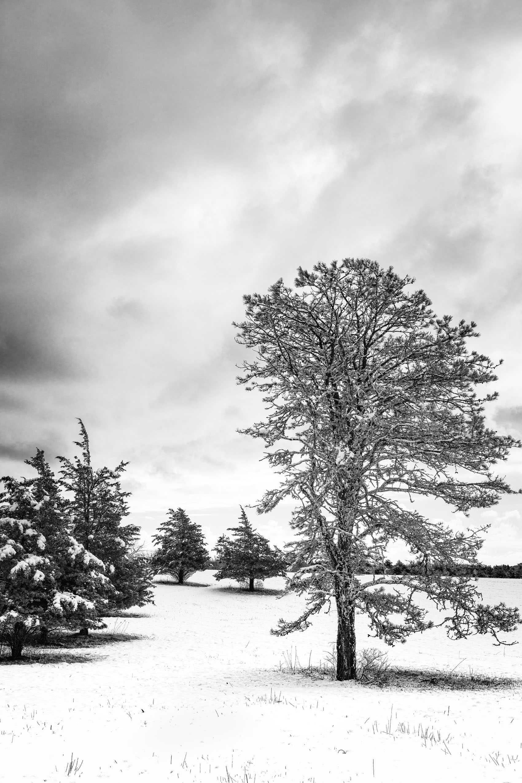 January Storm, Nat's Farm, West Tisbury, MA