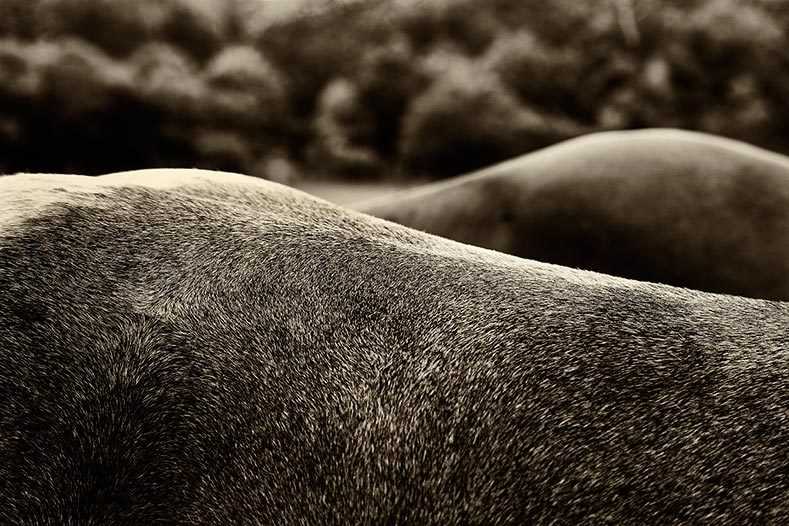 The Shape of the Land, 2010