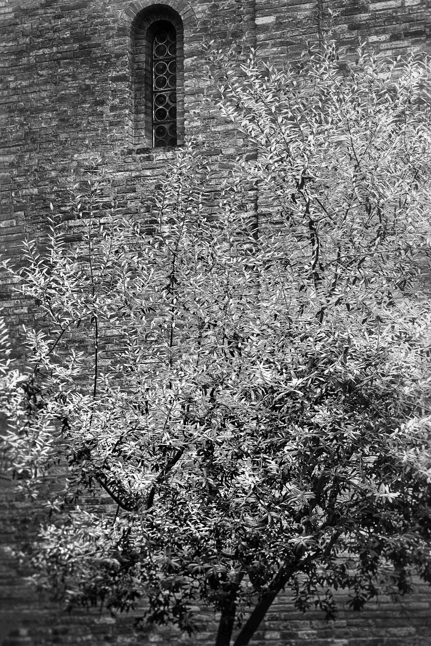 An olive tree, a symbol of faith and peace and reconciliation outside the the Church of the Holy Sepulcher. Sacred Tree