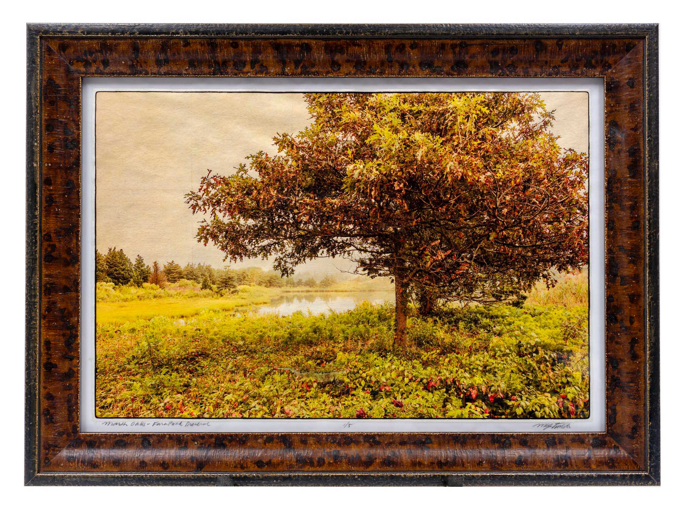 Marsh Oaks, Farm Pond Preserve