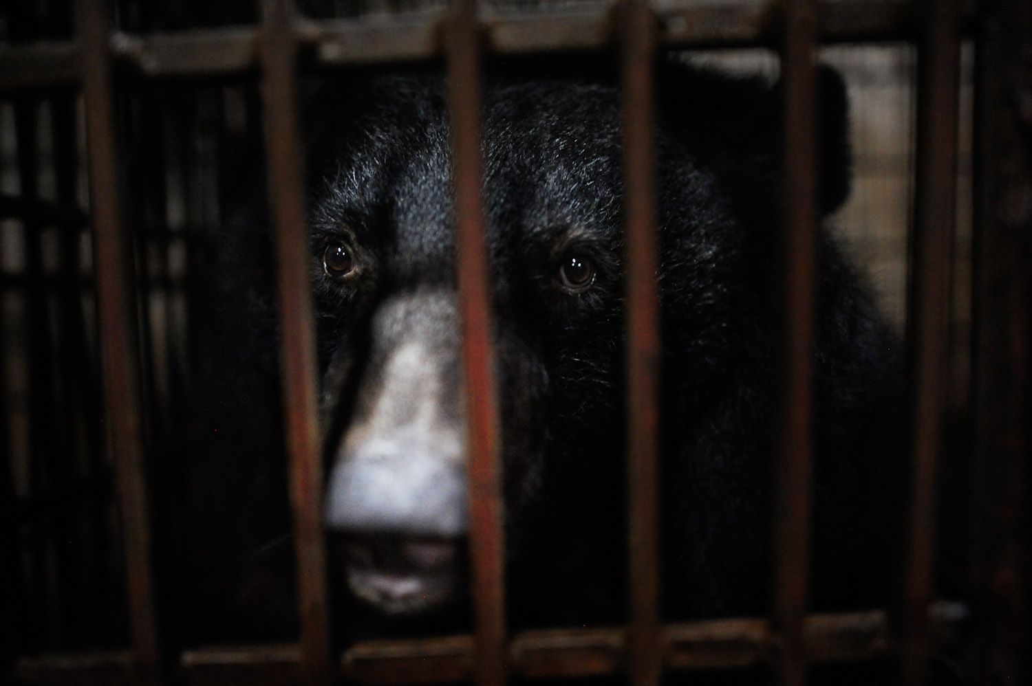 Bear Bile Industry