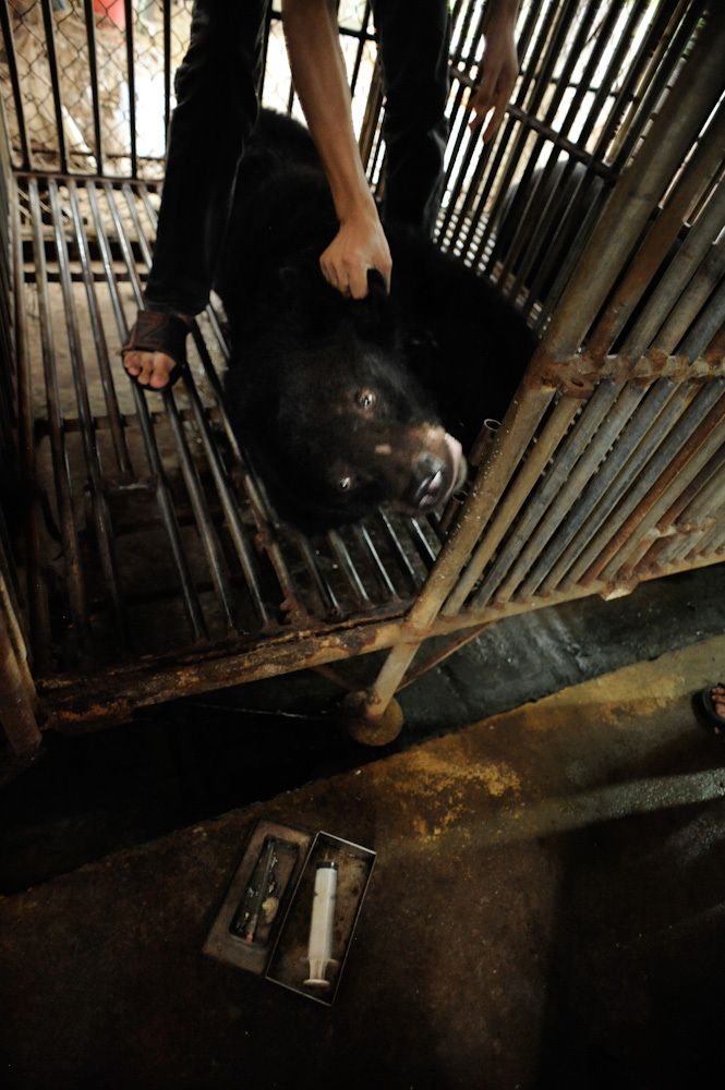 Bear Bile Industry