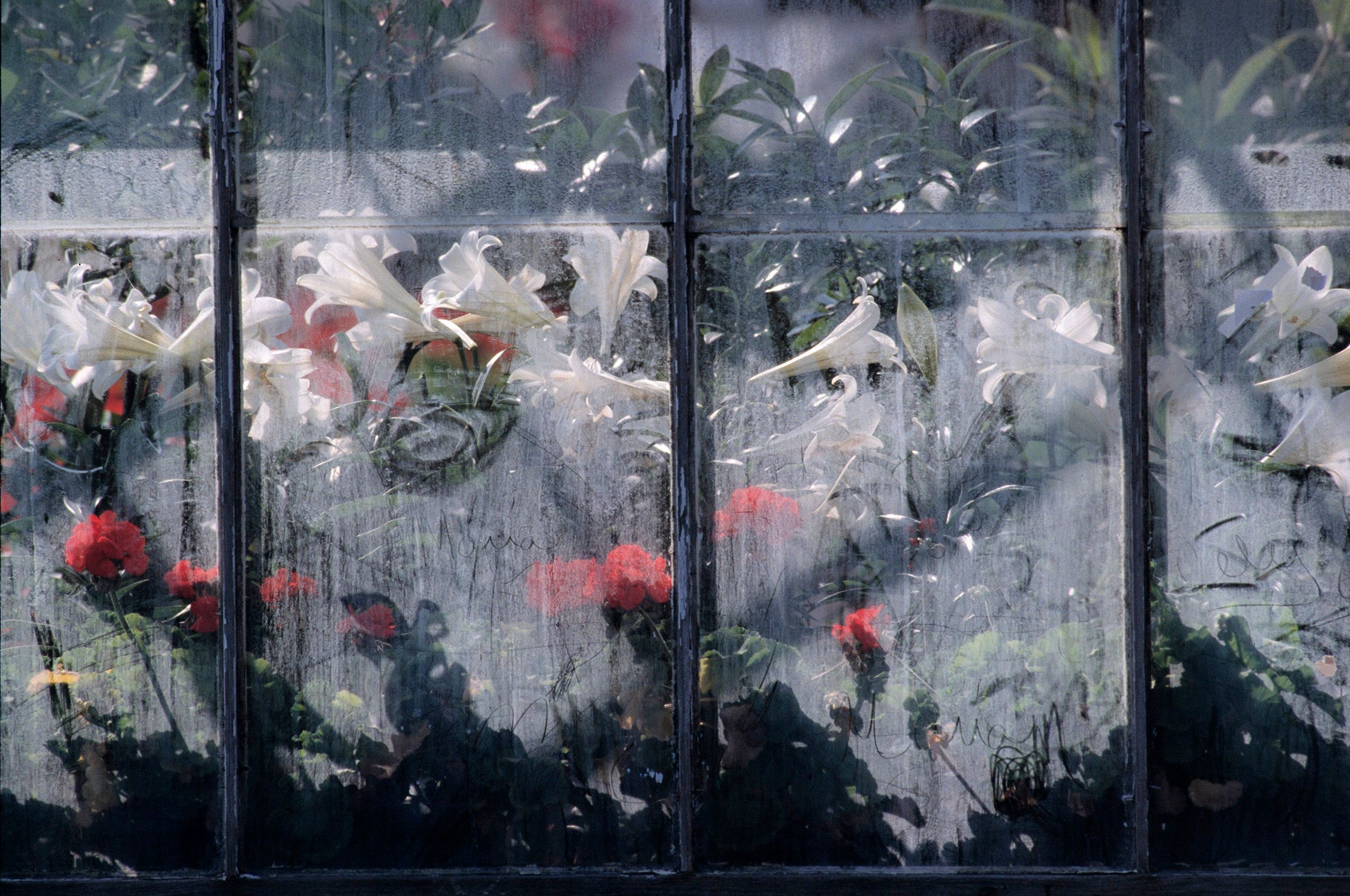 EP old grenhouse window.jpg