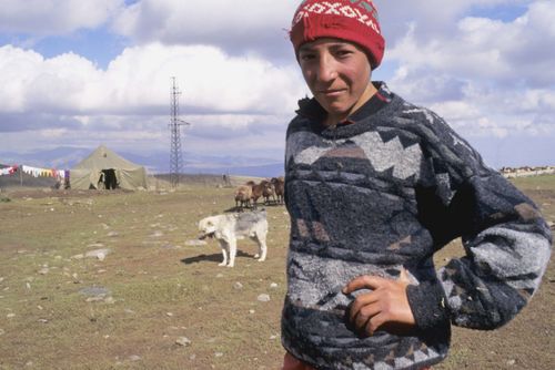 KurdishShepherdjpg sized.jpg