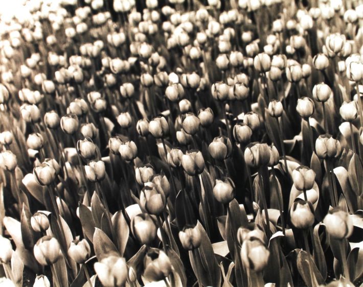 tulip field, 1992