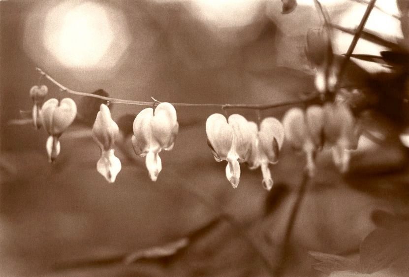 bleeding heart blossom,1986