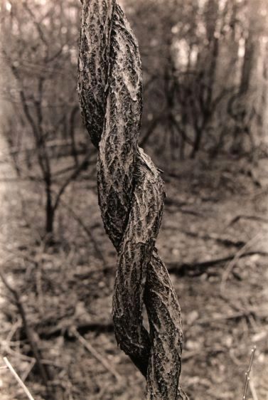 twisted tree trunk, 1987
